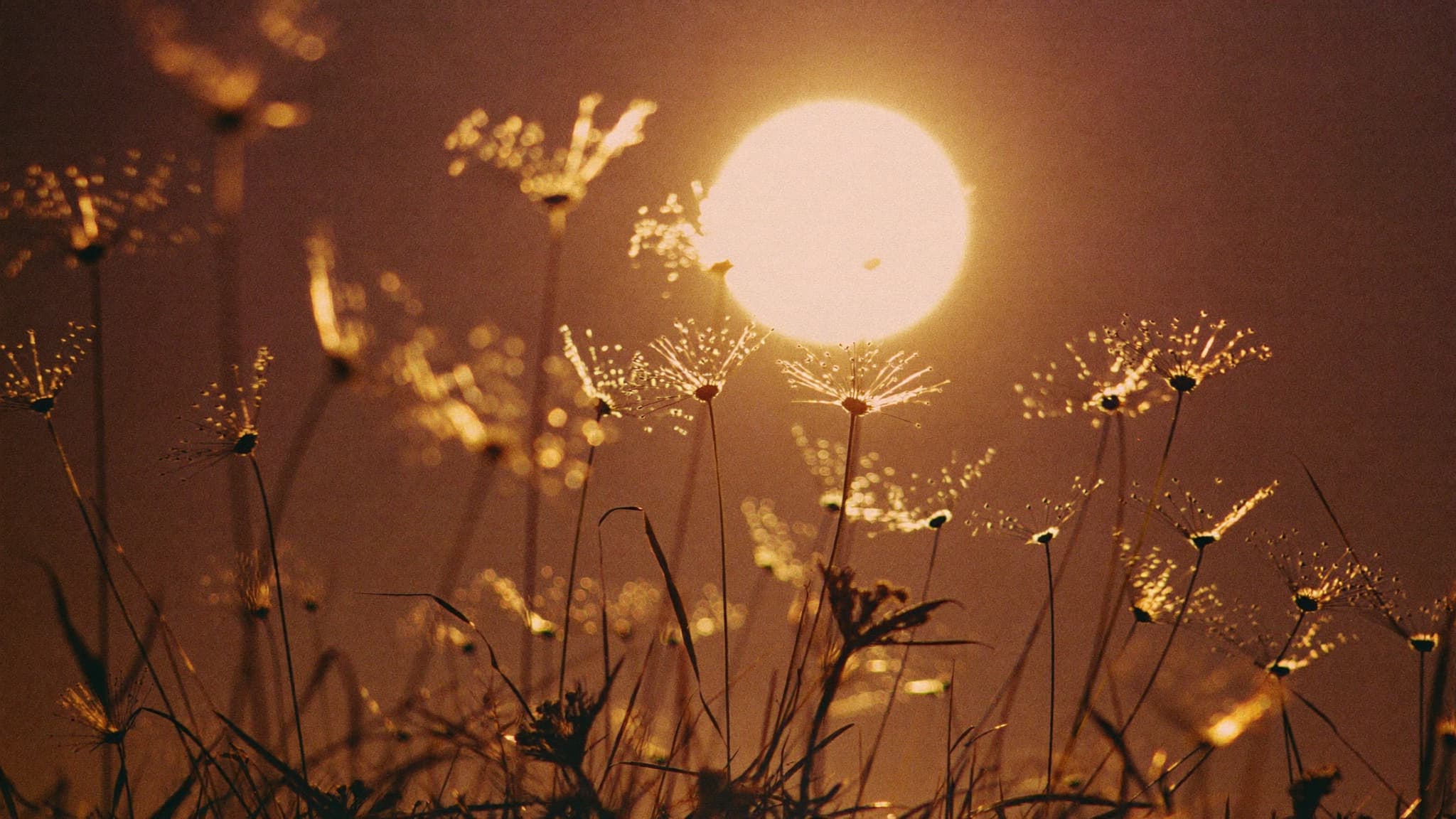 Tall backlit grasses glowing before an enormous golden-hour sun.
